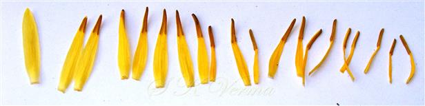  Inner petals transforming into stamens